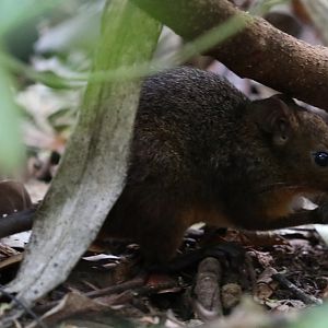 white-bellied nesomys (Nesomys audeberti)
