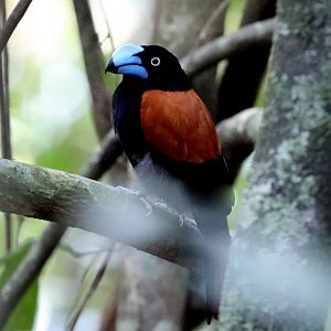 helmet vanga (Euryceros prevostii)