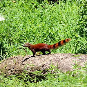 ring-tailed vontsira (Galidia elegans)