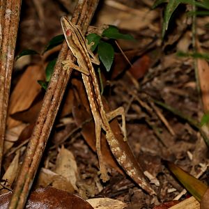 lined flat-tail gecko (Uroplatus lineatus)