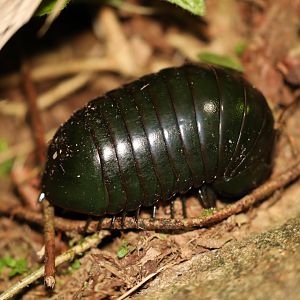 Madagascar Green-Emerald Giant Pill-Millipede (Zoosphaerium neptunus)