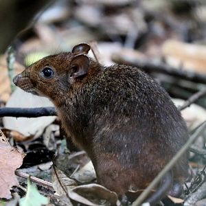 eastern red forest rat (Nesomys rufus)