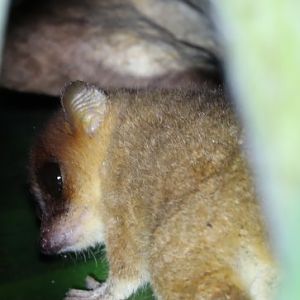 Mittermeier's mouse lemur (Microcebus mittermeieri)