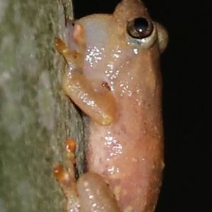 Lucky Cophyla (Cophyla fortuna)