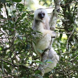 silky sifaka (Propithecus candidus)