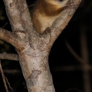 Tavaratra Mouse Lemur (Microcebus tavaratra)