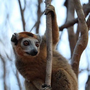 crowned lemur (Eulemur coronatus)
