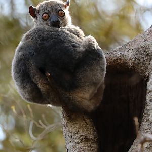 Daraina sportive lemur (Lepilemur milanoii)