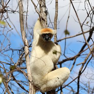 golden-crowned sifaka or Tattersall's sifaka (Propithecus tattersalli)