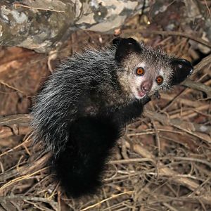 aye-aye (Daubentonia madagascariensis)