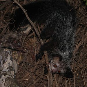 aye-aye (Daubentonia madagascariensis)