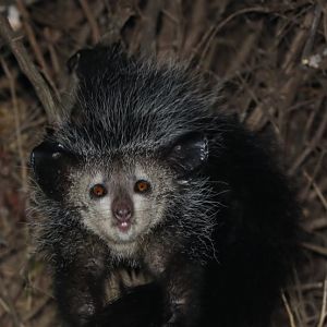 aye-aye (Daubentonia madagascariensis)