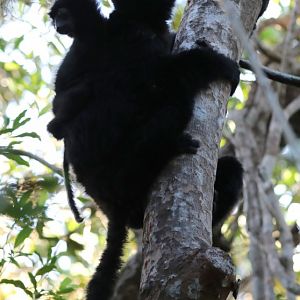 Perrier's sifaka (Propithecus perrieri)