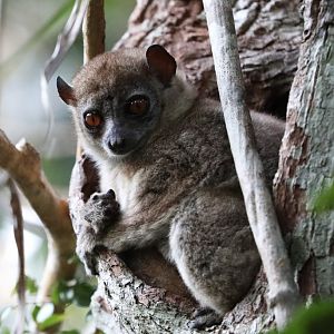Ankarana sportive lemur (Lepilemur ankaranensis)