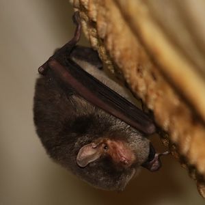 Griveaud's Long-fingered Bat (Miniopterus griveaudi)