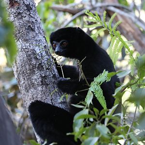 Perrier's sifaka (Propithecus perrieri)