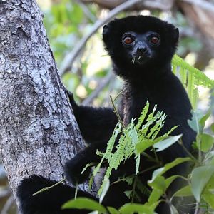 Perrier's sifaka (Propithecus perrieri)