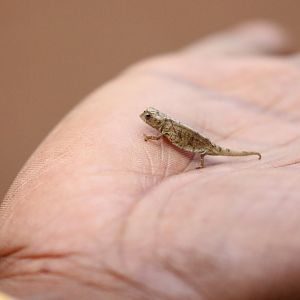 Mount d'Ambre leaf chameleon (Brookesia tuberculata)