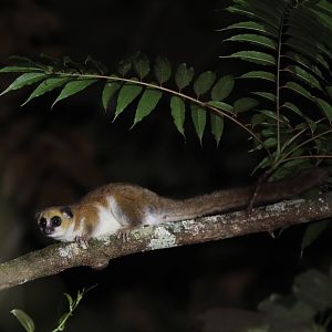 Montagne d'Ambre dwarf lemur (Cheirogaleus andysabini)