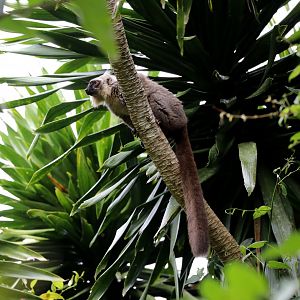 Sanford's brown lemur (Eulemur sanfordi)