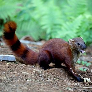 ring-tailed vontsira (Galidia elegans)