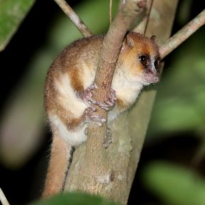 Arnhold's mouse lemur or the Montagne d'Ambre mouse lemur (Microcebus arnholdi)