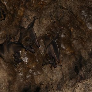 Madagascan Fruit Bat (Eidolon dupreanum)