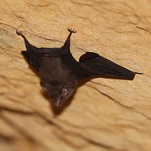 western sheath-tailed bat (Paremballonura tiavato)