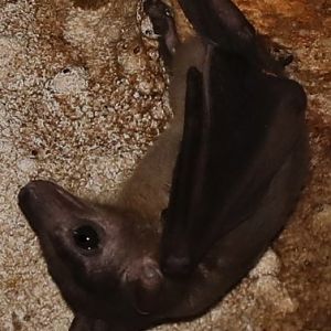 Madagascan rousette (Rousettus madagascariensis)