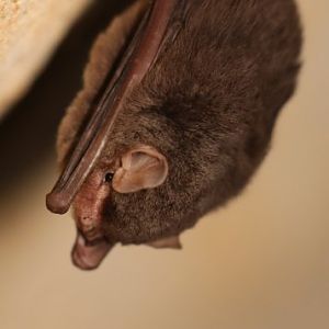 Aellen's Long-fingered Bat (Miniopterus aelleni)