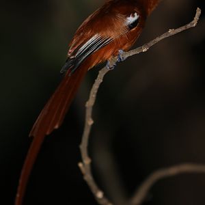 Malagasy paradise flycatcher (Terpsiphone mutata)