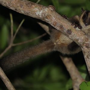 Sambirano Fork-marked Lemur (Phaner parienti)