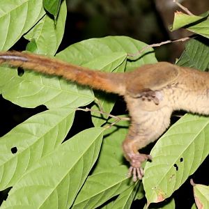 Northern Giant Mouse Lemur (Mirza zaza)