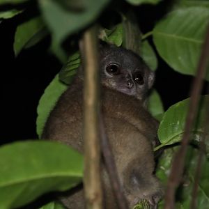 gray-backed sportive lemur (Lepilemur dorsalis)
