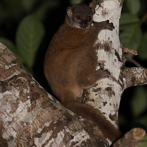 Nosy Be Sportive Lemur (Lepilemur tymerlachsoni)