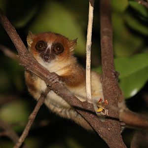 Nosy Be mouse lemur (Microcebus mamiratra)