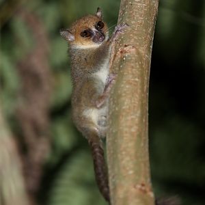 Nosy Be mouse lemur (Microcebus mamiratra)