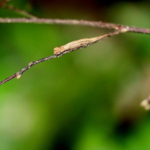 minute leaf chameleon (Brookesia minima)