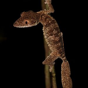 Henkel's leaf-tailed gecko (Uroplatus henkeli)