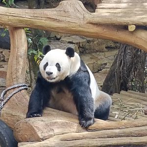 Cai Tao the Giant Panda