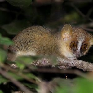 golden-brown mouse lemur (Microcebus ravelobensis)