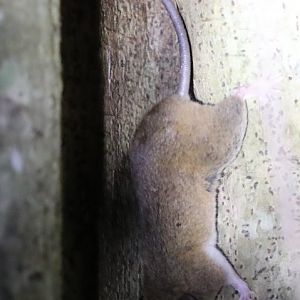 Dormouse or Western Tufted-tailed Rat (Eliurus myoxinus)