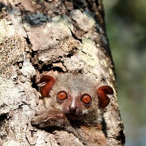 Milne-Edwards' sportive lemur (Lepilemur edwardsi)