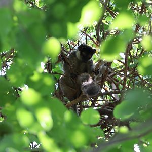 mongoose lemur (Eulemur mongoz)
