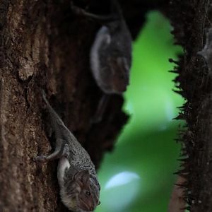 Mauritian tomb bat (Taphozous mauritianus)