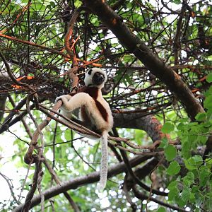 Coquerel's sifaka (Propithecus coquereli)