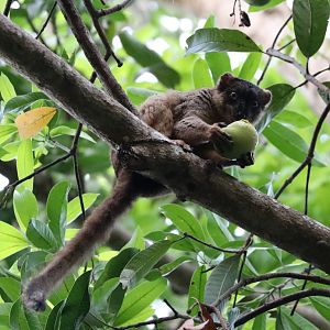 common brown lemur (Eulemur fulvus)