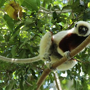 Coquerel's sifaka (Propithecus coquereli)