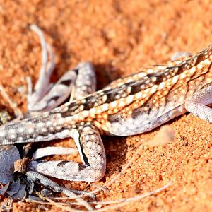 Three-eyed Lizard (Chalaradon madagascariensis)