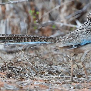 long-tailed ground roller (Uratelornis chimaera)